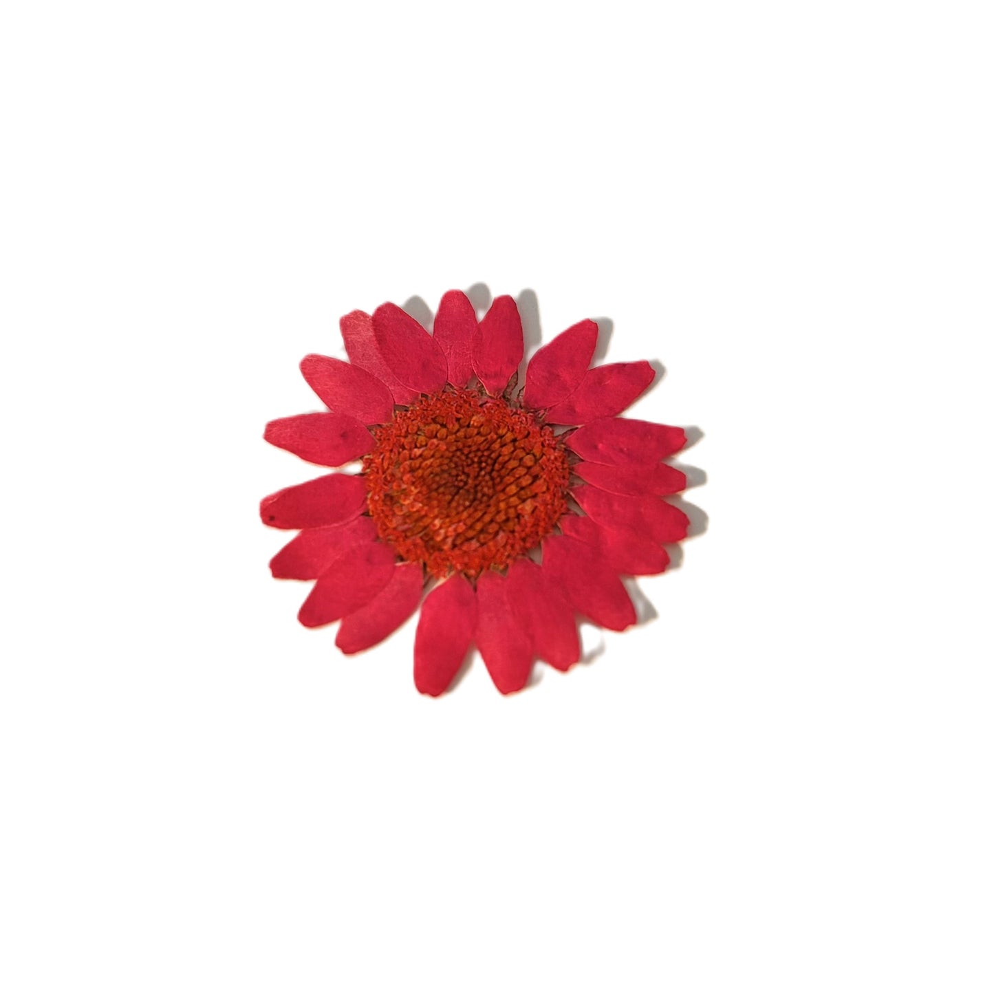 Dried flowers colour options