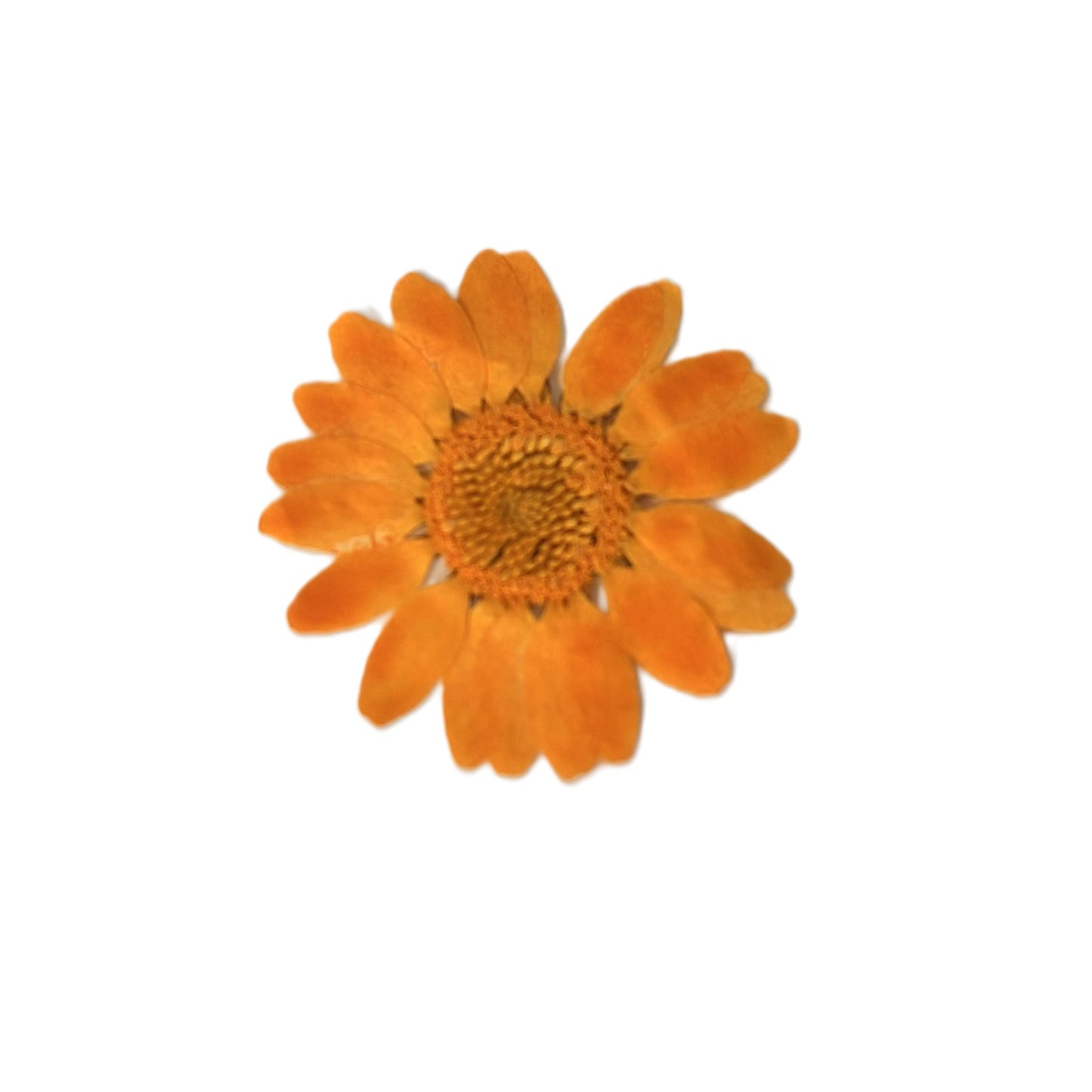 Dried flowers colour options