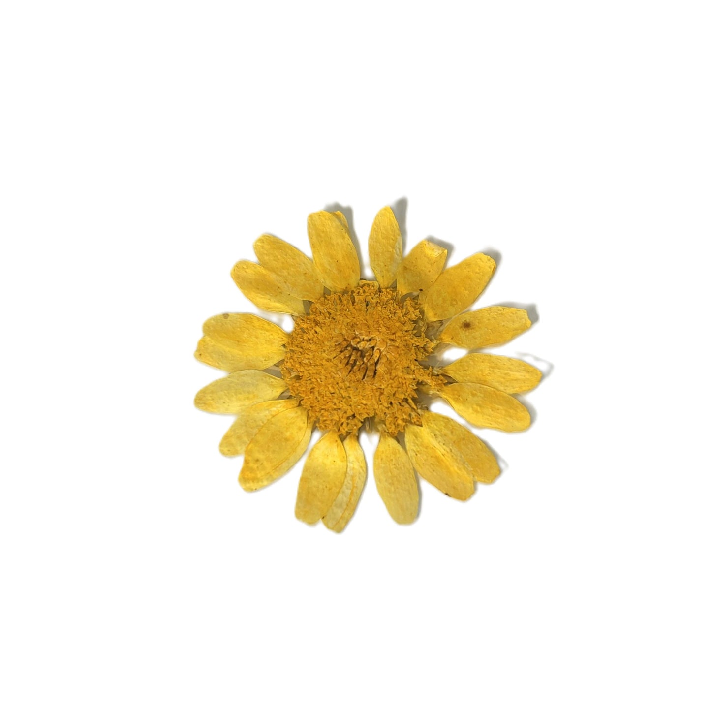 Dried flowers colour options